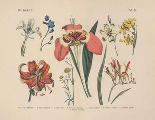 Carl Hoffmann - Lehrbuch der praktischen Pflanzenkunde in Wort und Bild Pl59.webp