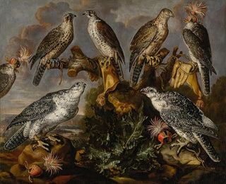 Carstian Luyckx - A group of seven Lanner and Peregrine or Gyrfalcons.webp