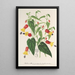 Reprodukcja obrazu Abutilon vexillarium - Charles Antoine Lemaire
