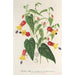 Reprodukcja obrazu Abutilon vexillarium - Charles Antoine Lemaire