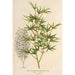 Acer palmatum crispum - Charles Antoine Lemaire — widok dzieła