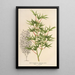 Acer palmatum crispum - Charles Antoine Lemaire — oprawiony obraz na ścianie
