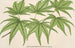 Acer palmatum reticulatum - Charles Antoine Lemaire — widok dzieła