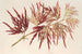 Acer polymorphum palmatum - Charles Antoine Lemaire — widok dzieła