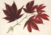 Acer polymorphum palmatum sanguineum - Charles Antoine Lemaire — widok dzieła