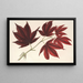Acer polymorphum palmatum sanguineum - Charles Antoine Lemaire — oprawiony obraz na ścianie