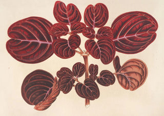 Charles Antoine Lemaire - Achyranthes Verschaffeltii.webp