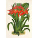Ada aurantiaca - Charles Antoine Lemaire — widok dzieła