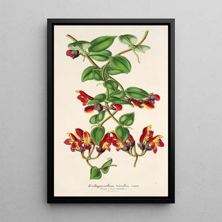 Charles Antoine Lemaire - Aeschynanthus tricoIor.webp