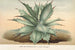 Agave Verschaffelti - Charles Antoine Lemaire — widok dzieła