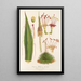 Reprodukcja obrazu Agave filifera - Charles Antoine Lemaire