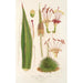 Reprodukcja obrazu Agave filifera - Charles Antoine Lemaire