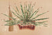 Agave schidigera - Charles Antoine Lemaire — widok dzieła
