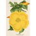 Allamanda nobilis - Charles Antoine Lemaire — widok dzieła