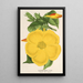 Allamanda nobilis - Charles Antoine Lemaire — oprawiony obraz na ścianie