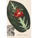 Reprodukcja obrazu Alloplectus vittatus - Charles Antoine Lemaire