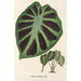 Alocasia Jenningsii - Charles Antoine Lemaire — widok dzieła