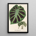 Alocasia Jenningsii - Charles Antoine Lemaire — oprawiony obraz na ścianie