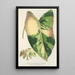 Reprodukcja obrazu Alocasia macrorrhiza var foliis variegatis - Charles Antoine Lemaire