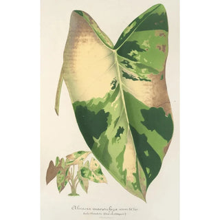 Charles Antoine Lemaire - Alocasia macrorrhiza var foliis variegatis.webp