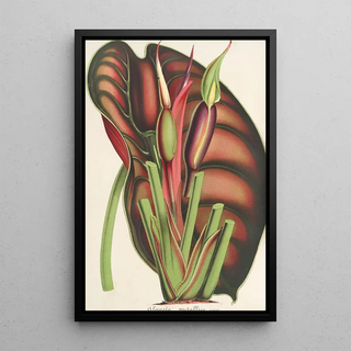 Charles Antoine Lemaire - Alocasia metallica.webp