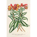 Alstroemeria argentovittata - Charles Antoine Lemaire — widok dzieła