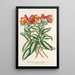 Alstroemeria argentovittata - Charles Antoine Lemaire — oprawiony obraz na ścianie