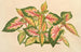 Alternanthera amabilis tricolor - Charles Antoine Lemaire — widok dzieła