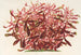 Alternanthera spathulata - Charles Antoine Lemaire — widok dzieła