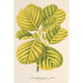 Reprodukcja obrazu Alnus glutinosa var aurea - Charles Antoine Lemaire