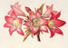 Amaryllis Belladonna - Charles Antoine Lemaire — widok dzieła