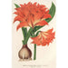 Amaryllis Hippeastrum Alberti - Charles Antoine Lemaire — widok dzieła