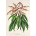 Reprodukcja obrazu Andromeda Comarostaphylis formosa - Charles Antoine Lemaire