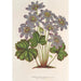 Anemone Hepatica angulosa - Charles Antoine Lemaire — widok dzieła