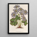 Anemone Hepatica angulosa - Charles Antoine Lemaire — oprawiony obraz na ścianie