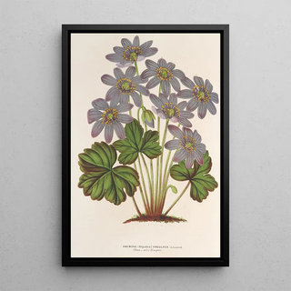 Charles Antoine Lemaire - Anemone Hepatica angulosa.webp