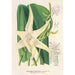 Reprodukcja obrazu Angraecum sesquipedale - Charles Antoine Lemaire