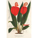 Anthurium Scherzerianum - Charles Antoine Lemaire — widok dzieła
