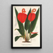 Anthurium Scherzerianum - Charles Antoine Lemaire — oprawiony obraz na ścianie