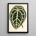 Reprodukcja obrazu Anthurium crystallinum - Charles Antoine Lemaire