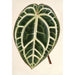 Reprodukcja obrazu Anthurium crystallinum - Charles Antoine Lemaire