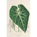 Anthurium leuconeurum - Charles Antoine Lemaire — widok dzieła