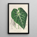 Anthurium leuconeurum - Charles Antoine Lemaire — oprawiony obraz na ścianie