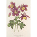 Aquilegia spectabilis - Charles Antoine Lemaire — widok dzieła