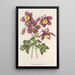 Aquilegia spectabilis - Charles Antoine Lemaire — oprawiony obraz na ścianie