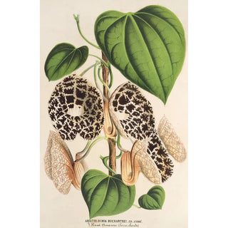 Charles Antoine Lemaire - Aristolochia Duchartrei.webp
