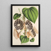 Aristolochia Duchartrei - Charles Antoine Lemaire — oprawiony obraz na ścianie