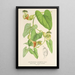 Reprodukcja obrazu Aristolochia barbata - Charles Antoine Lemaire
