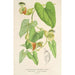 Reprodukcja obrazu Aristolochia barbata - Charles Antoine Lemaire