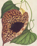 Aristolochia cordiflora - Charles Antoine Lemaire — widok dzieła